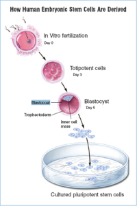 The process of making embryotic stem cells. Courtesy of stemcells.nih.gov
